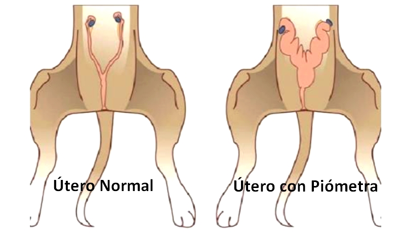 doctor-to-o-tequixquiac