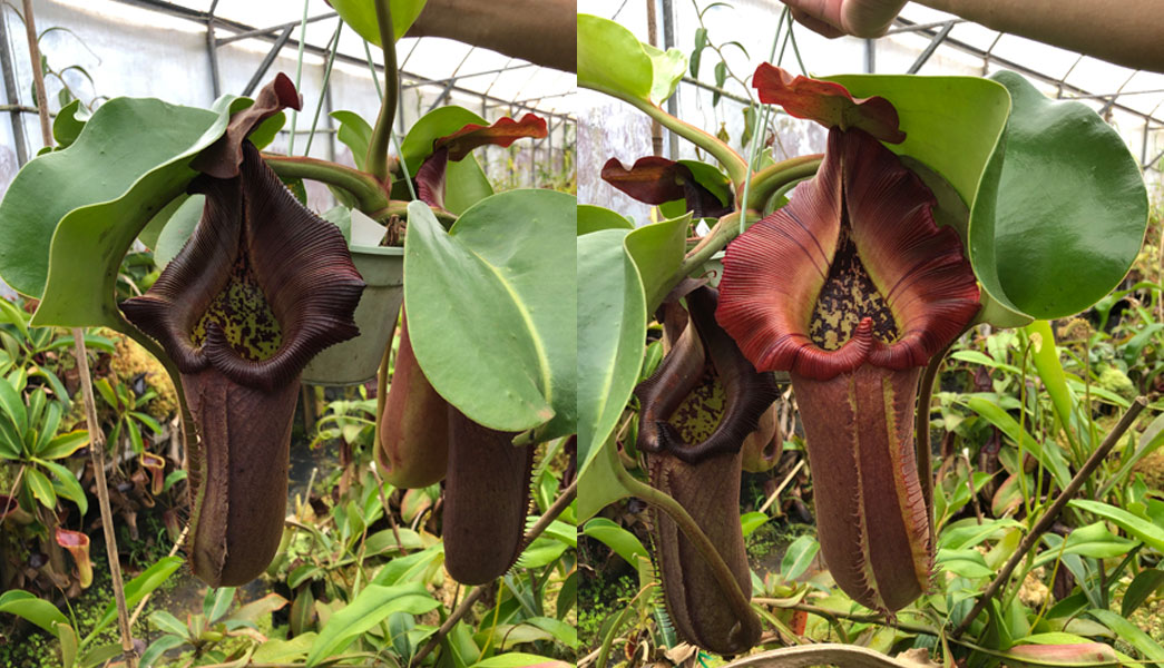 N. truncata x (eymae x veitchii) (a) RE-0118 is getting with every