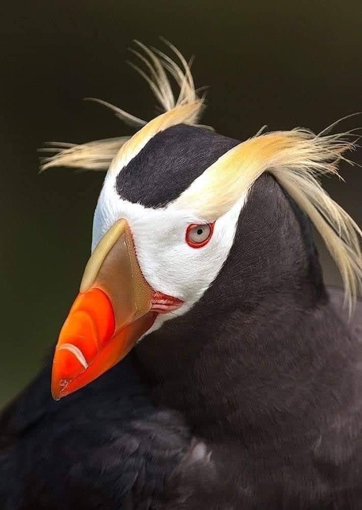 Tufted Puffin avianspectrum.com © Bob Hamblin