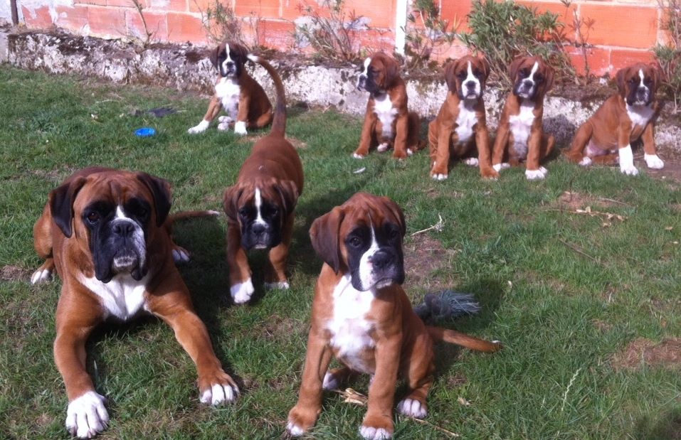 Ma passion, mes... - Ma passion, mes boxers et leurs petits