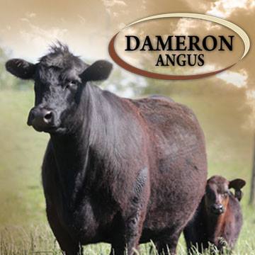 Dameron Angus Farms - Dameron FR Sandy 5619 March Dameron First Class ...