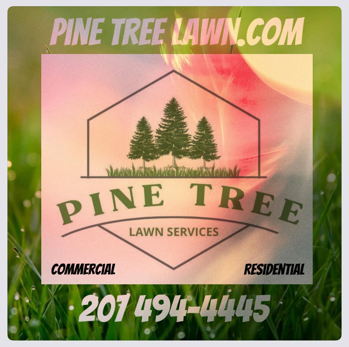 Pine Tree Lawn Services