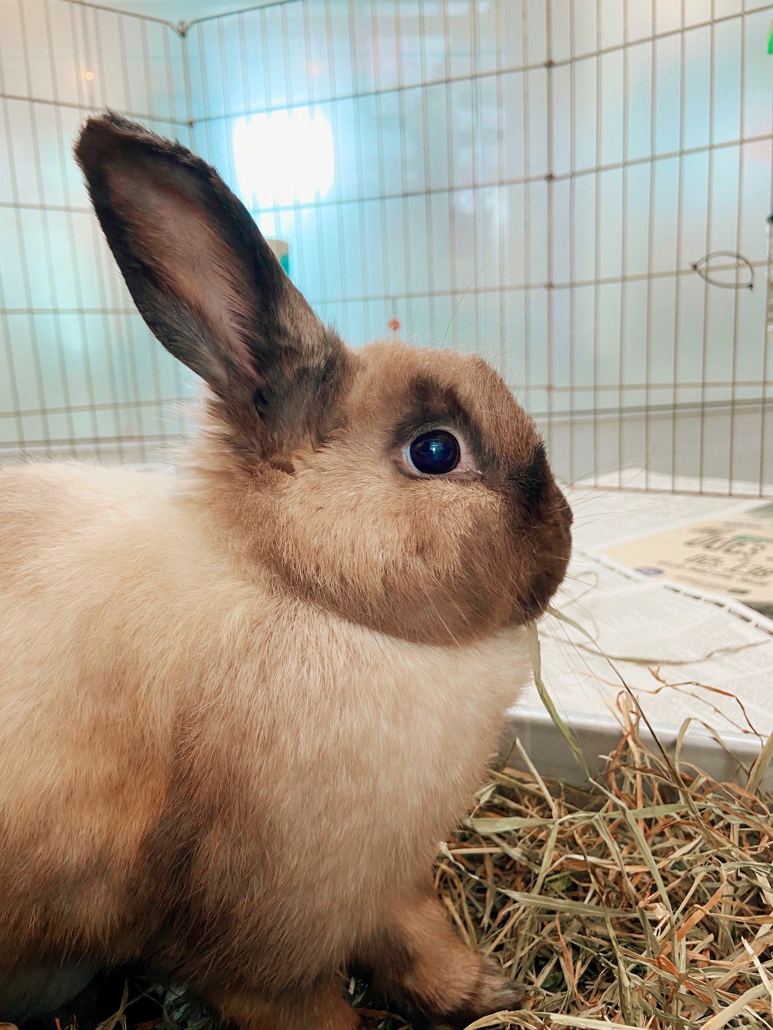 Did you know that a line of rabbits... - The Louisiana SPCA