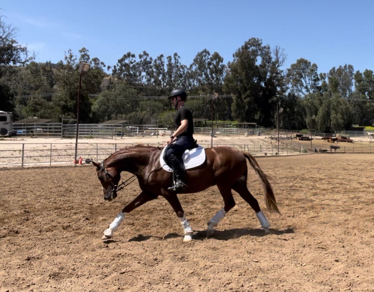 Equestrian Sport Performance