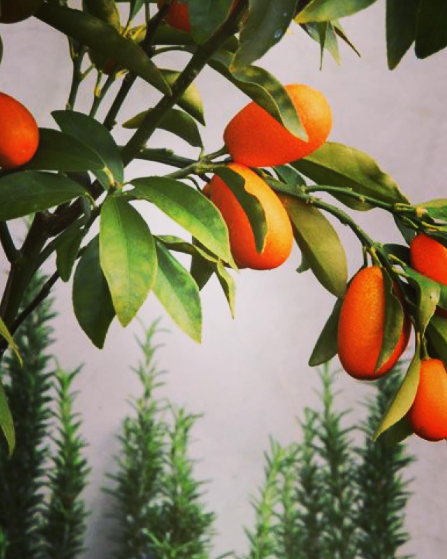 Met deze temperaturen enkele... - Plantencentrum Van Malder