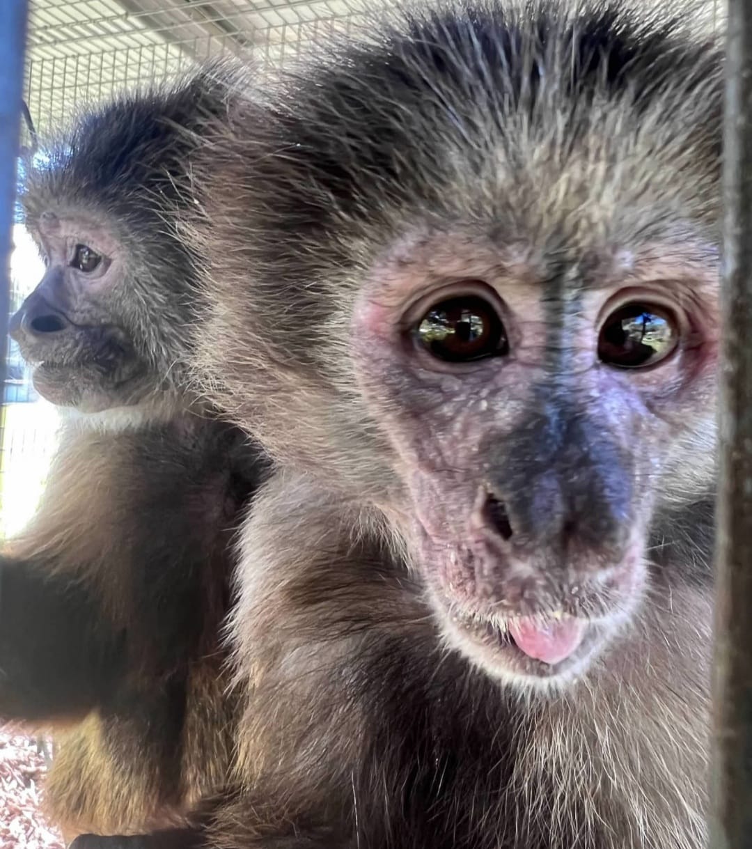 Koreymonde Capuchin Rescue... - Koreymonde Capuchin Rescue