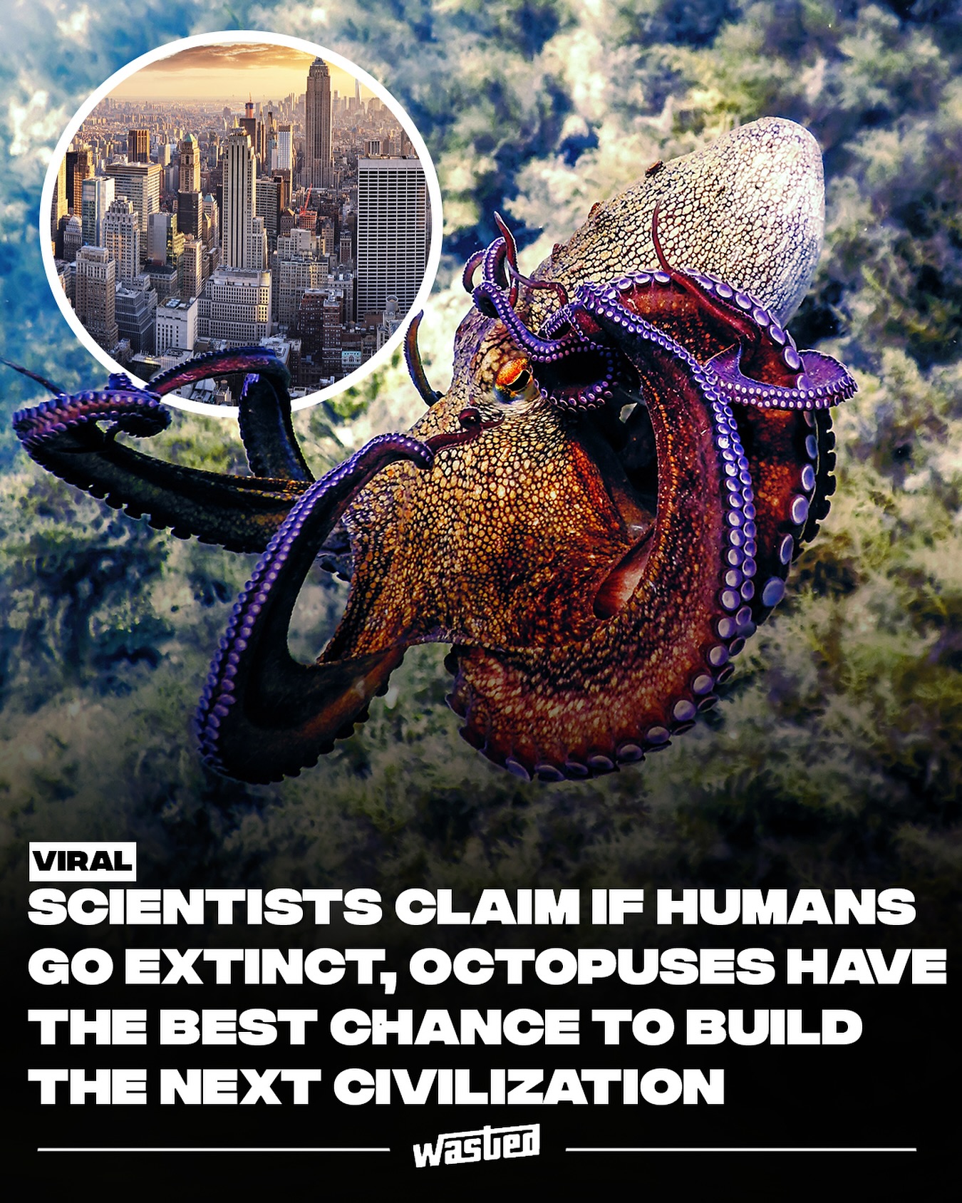 Octopus Are Awesome | A Giant Octopus Civilization May Have Emerged ...