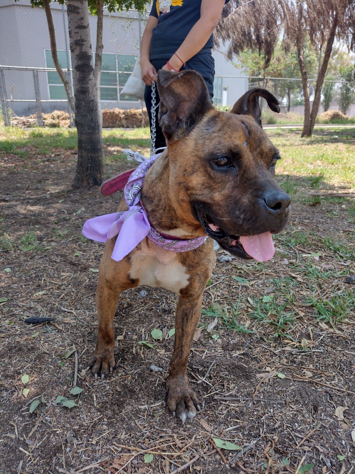 Adopta un ángel - ️🐾💞Adoptada ️🐾💞 DUNKA, es una linda...
