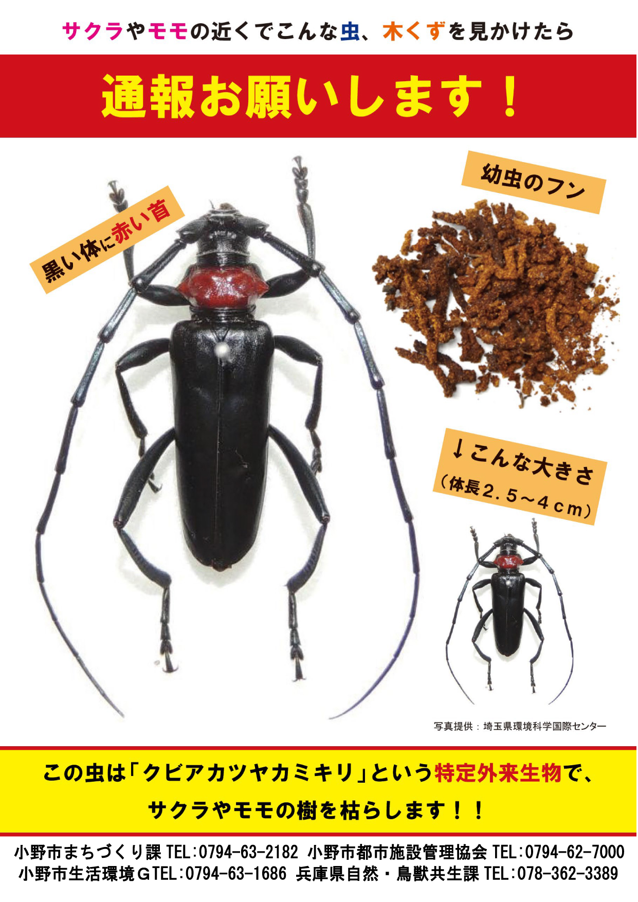 桜の大敵！クビアカツヤカミキリを見つけたら通報お願いします】 桜や
