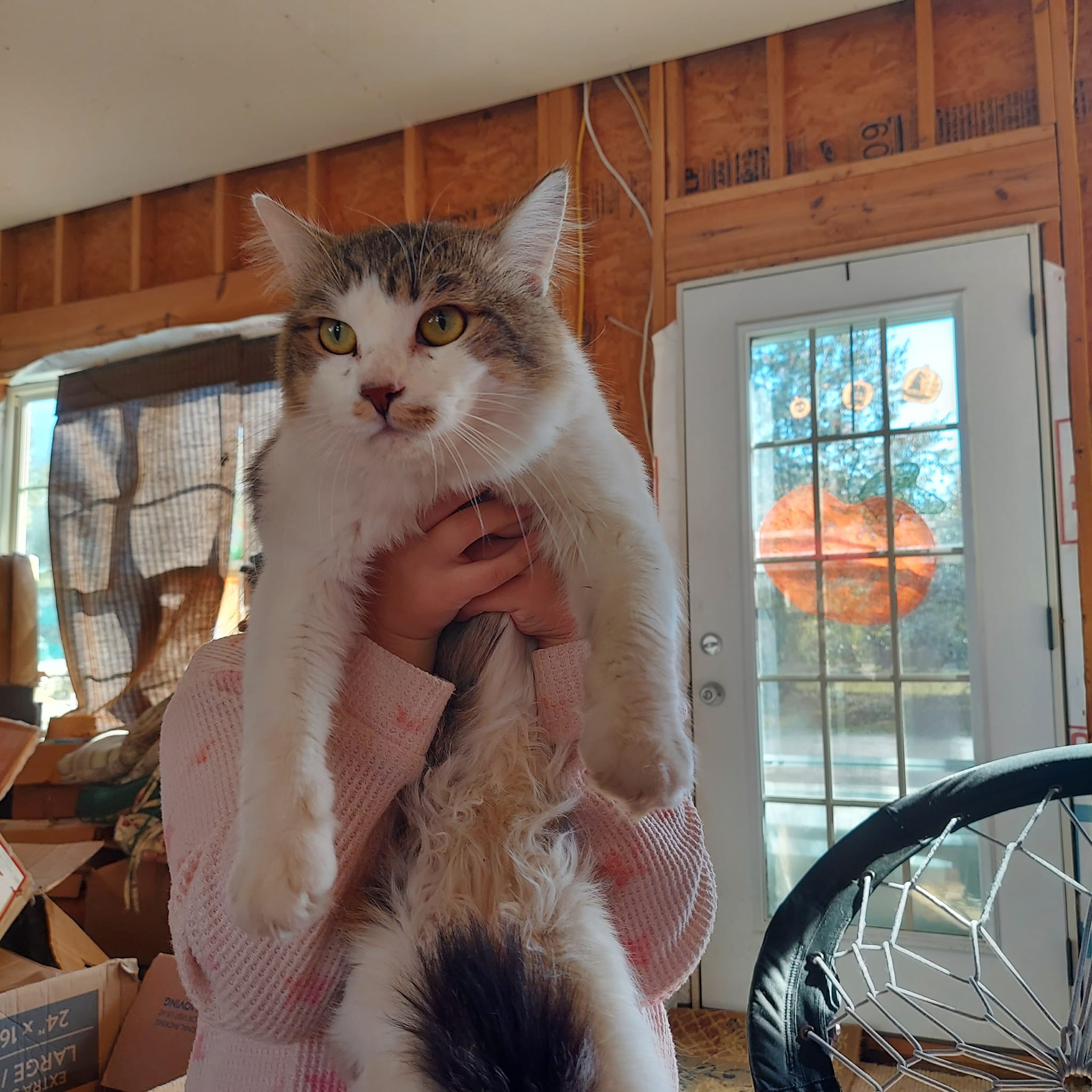 Lost and Found Pets - Huntsville, AL/Madison County | This black and