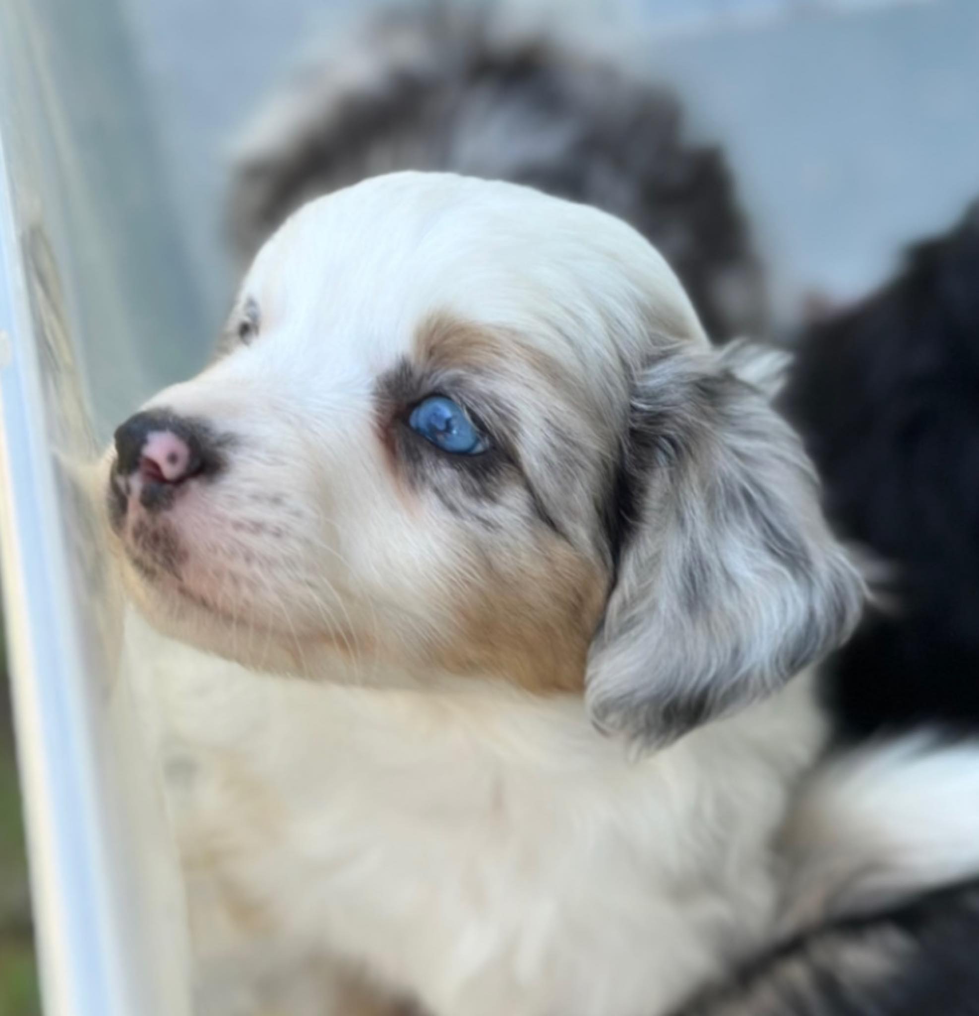 Magnolia-Miniature's Aussiedoodles | Picayune MS