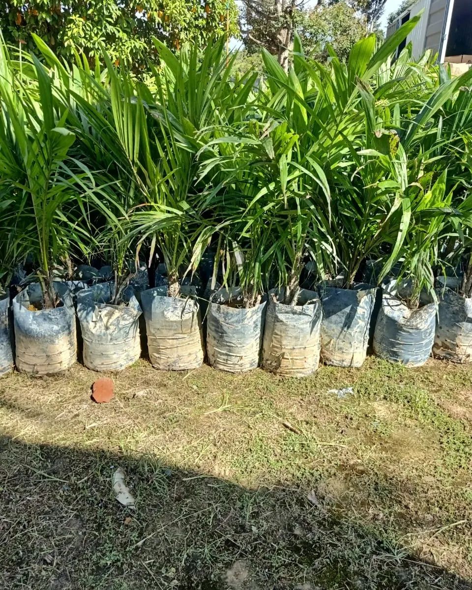 Pertubuhan Peladang Kawasan Rengit | Batu Pahat