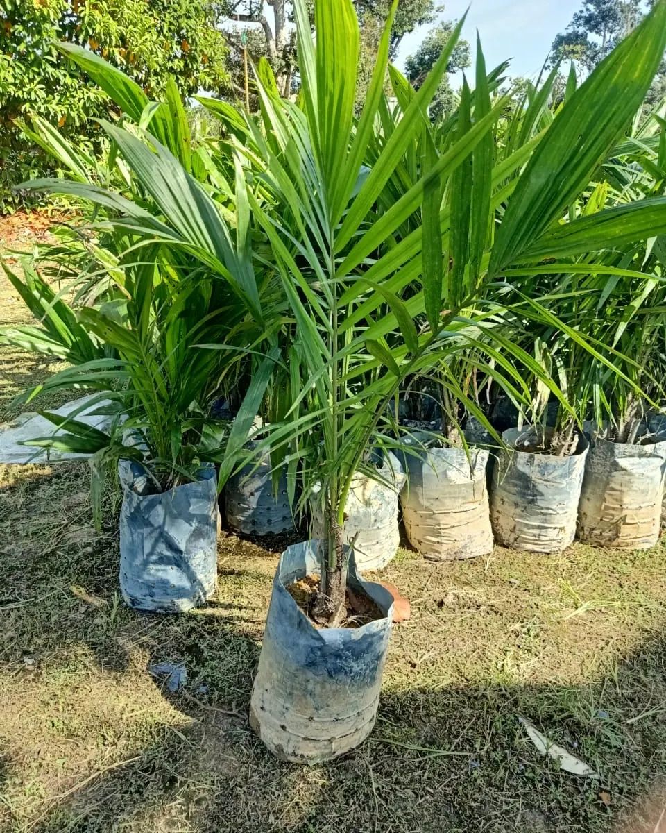 Pertubuhan Peladang Kawasan Rengit | Batu Pahat