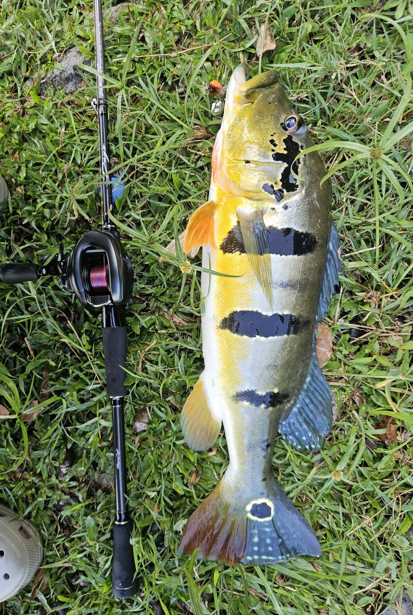penn 1500 spinning reel The Battle IV is Size:MT5000 Rainbow Trout Best Trout Brand_Got-cha