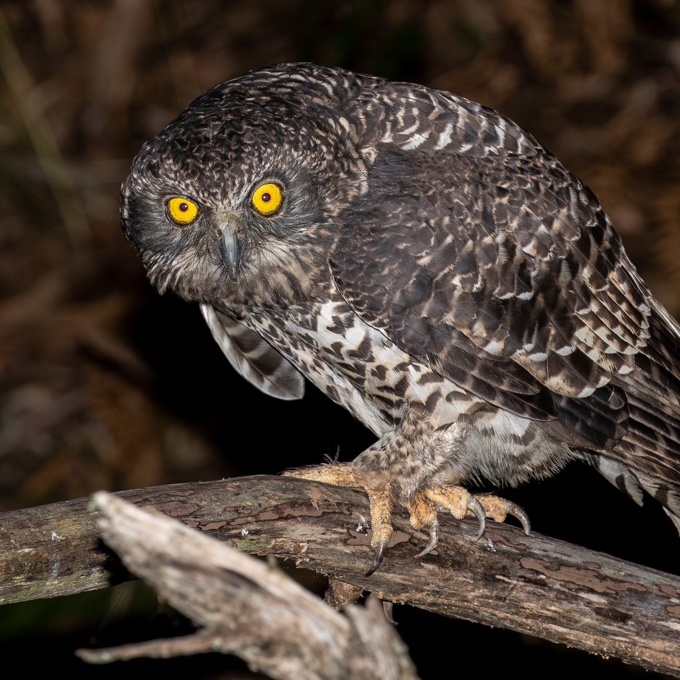 eBird community discussion group | Super frustrated with Merlin | Facebook