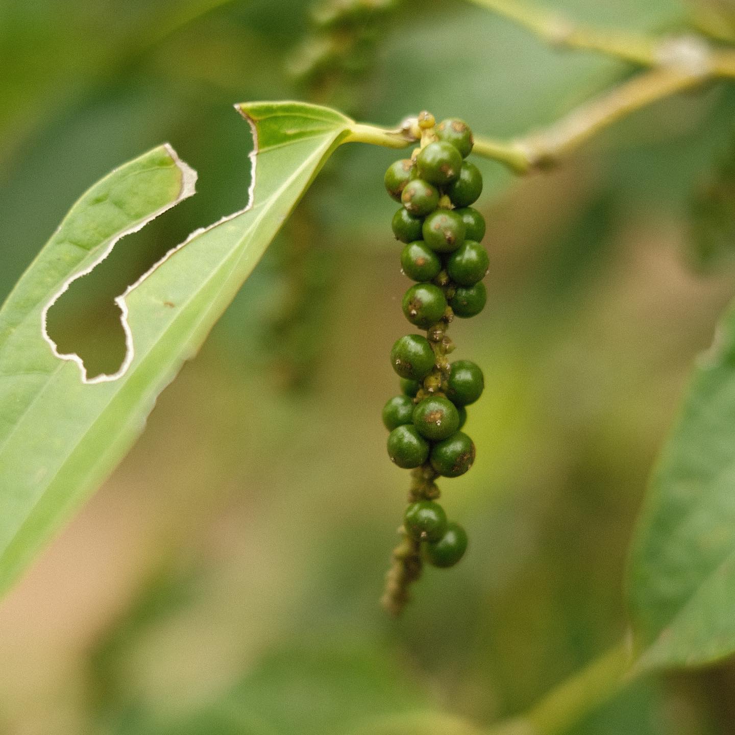 Pepper Field - FR