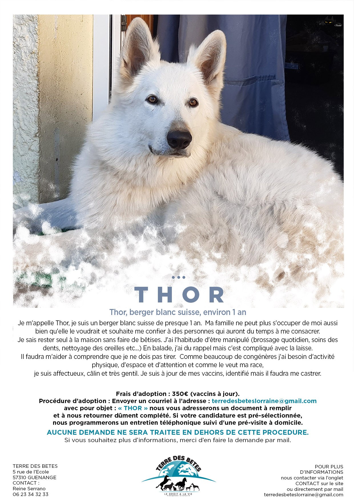 Spa Berger Blanc Suisse A Adopter