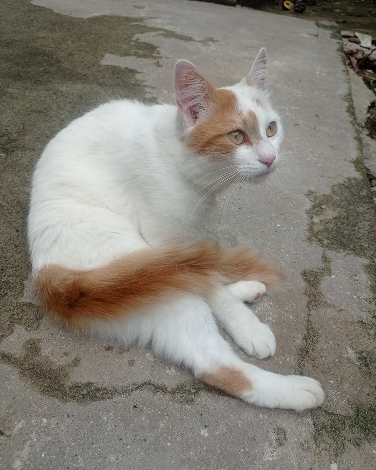 🔵🟠 GATO PERDIDO NA RUA MARIA... - Vila Carmosina Itaquera