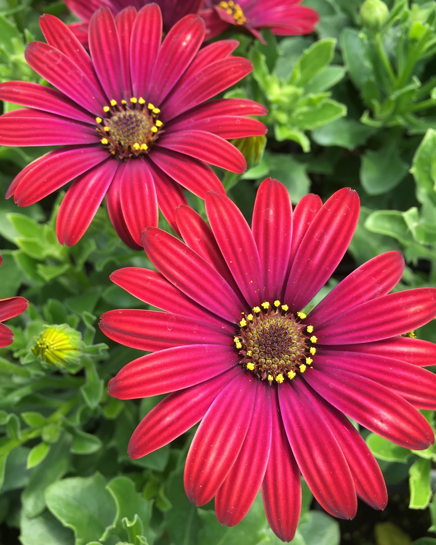 Centre Jardin Des Patriotes - L’Osteospermum Zion Rouge,pour enjoliver ...