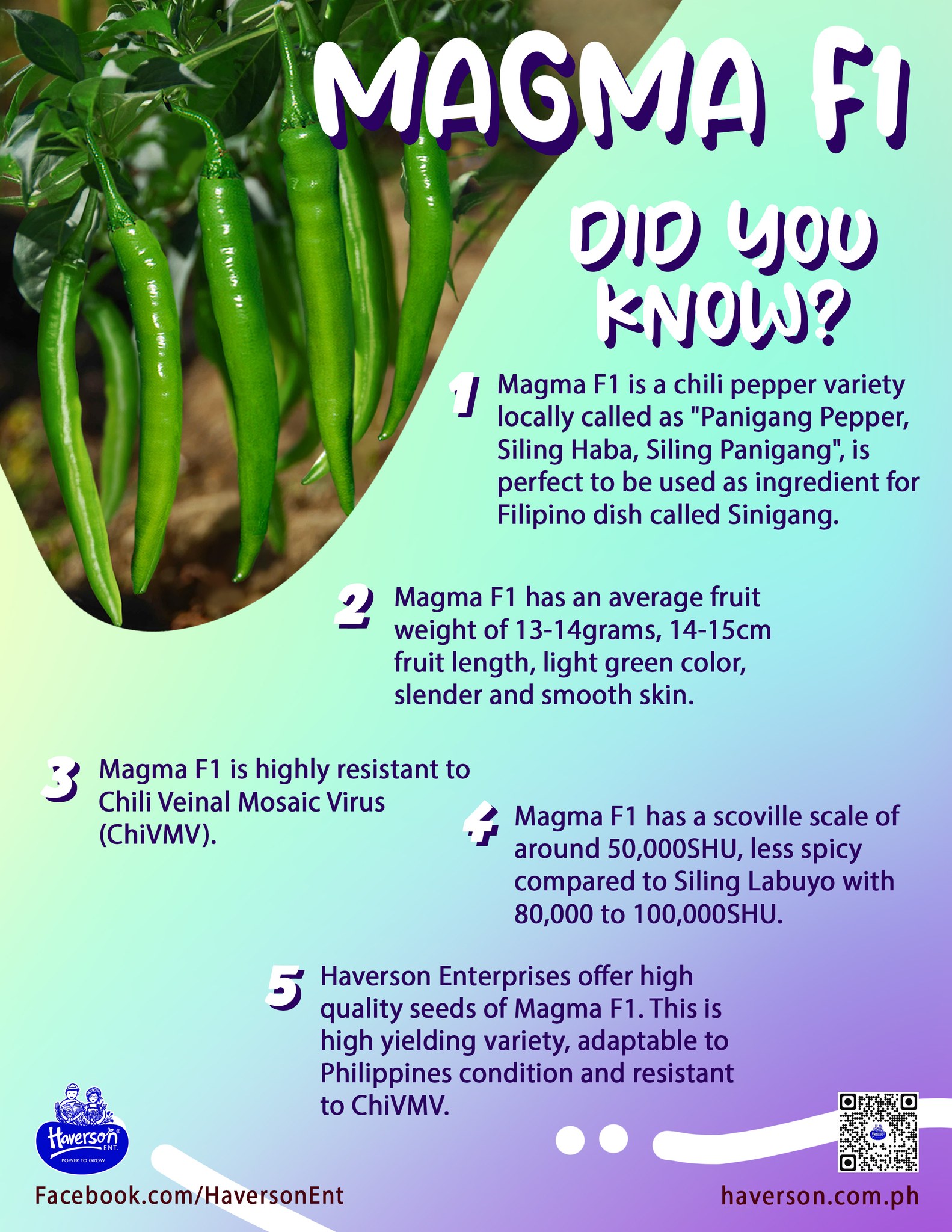 Sili Panigang / Siling Haba / 0.7gram 90-110 Pcs Hot Pepper Green Bicol Express Chili Seeds Herbs Vegetables Plants I1173250661