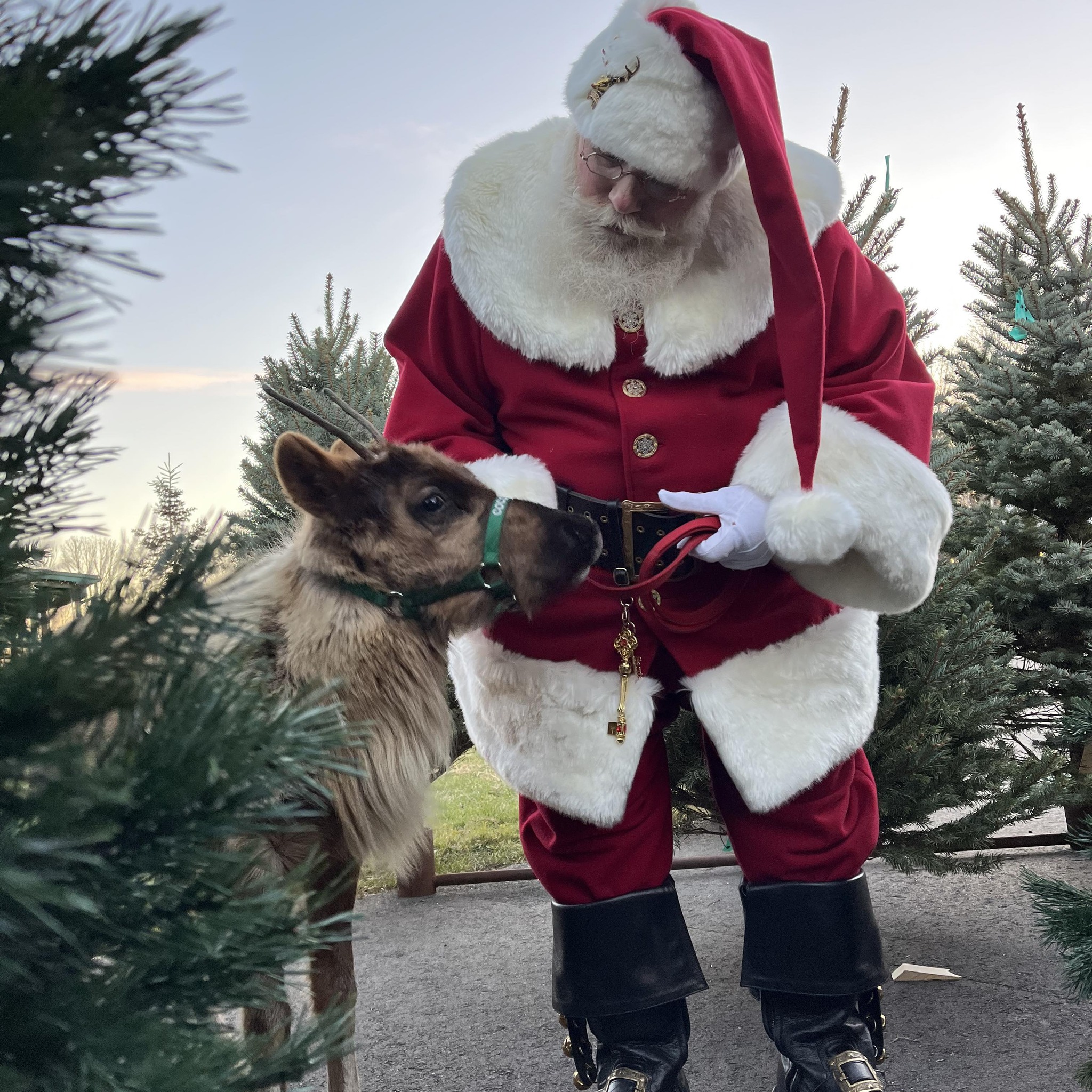 Rooftop Landing Reindeer... - Rooftop Landing Reindeer Farm