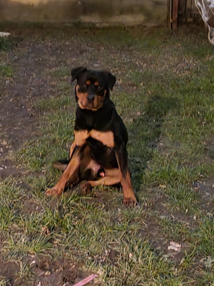 Lost dog found in Sloan/Lovejoy area