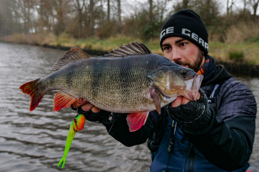 Savage Gear - A Monster Perch 🍒 caught by Erik Müller on... | Facebook
