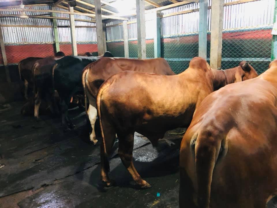 Rana cattle FARM