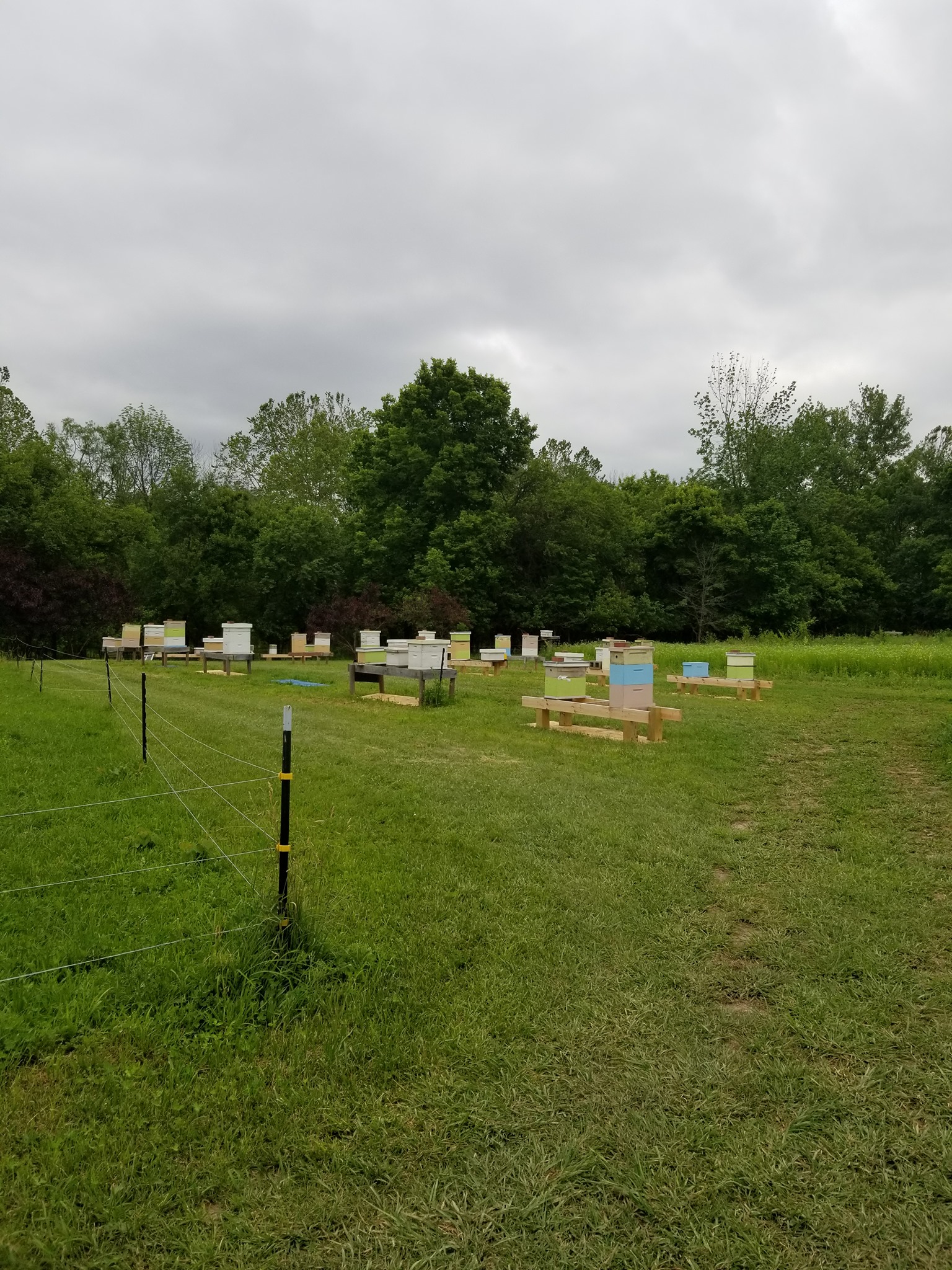 Maple Valley Honey Farm | Wilkinson IN