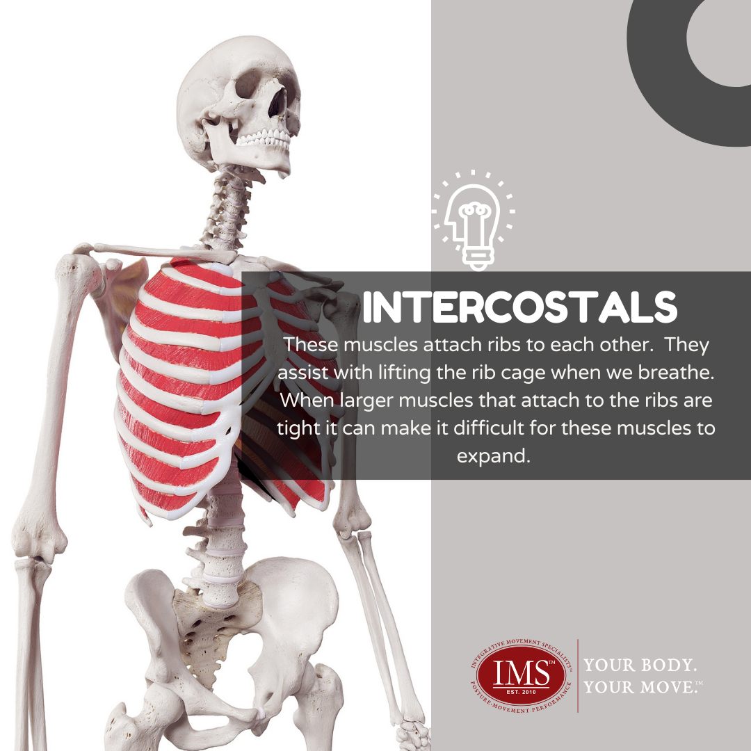 These muscles attach ribs to each... - Boomers For Fitness | Facebook