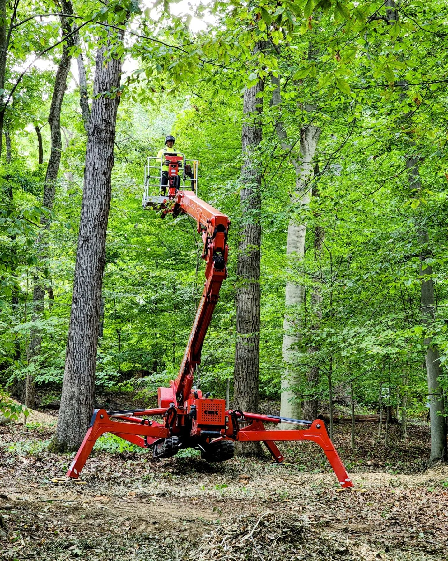Alpine Tree Specialists