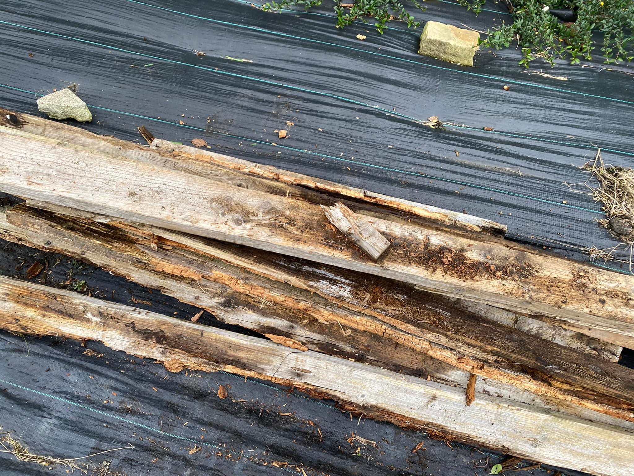 Allotment Hints & Tips | I have a pile of rotten wood that I’ve removed ...