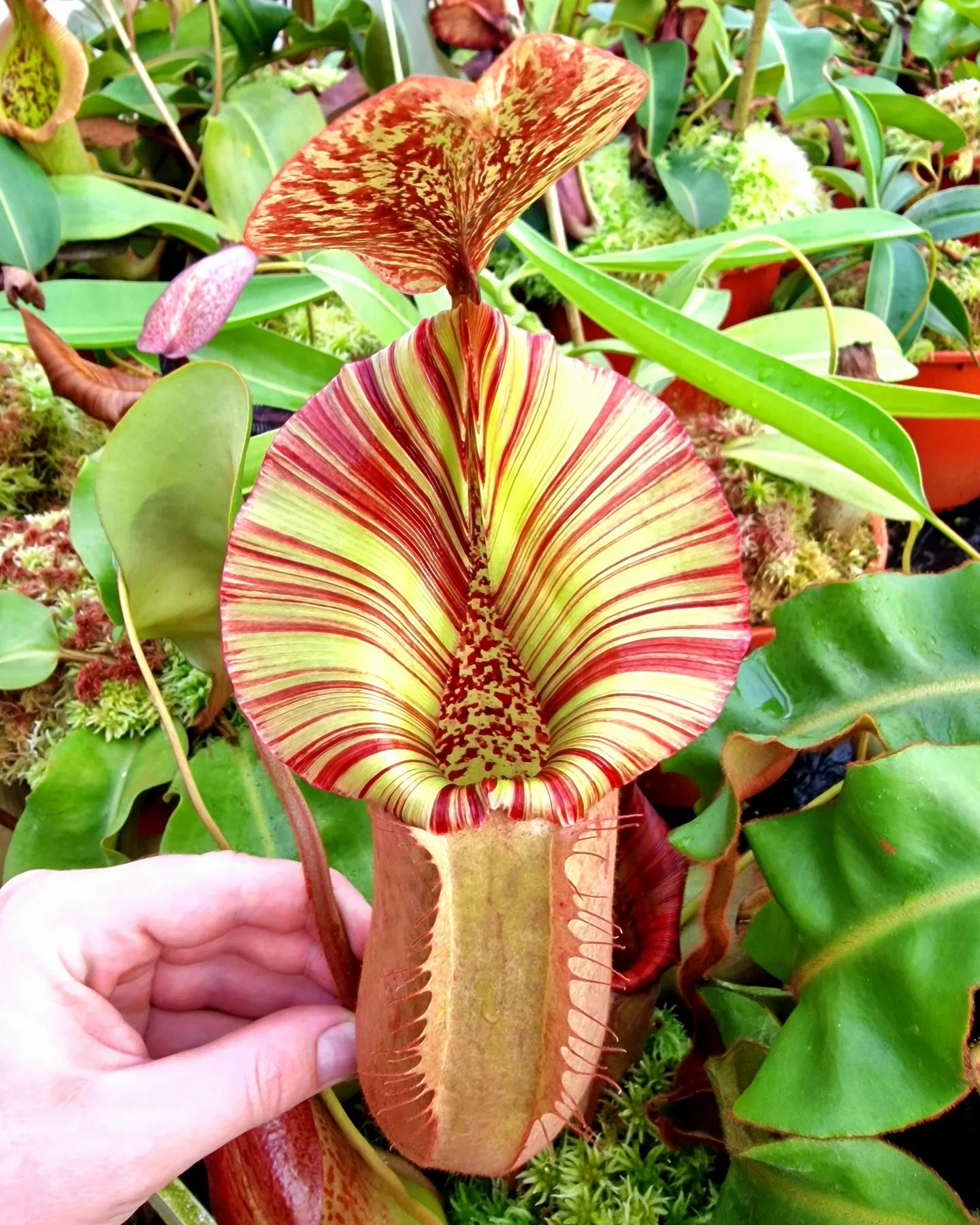 Nepenthes eymae x (jacquelineae x izumiae) Is loving the cool