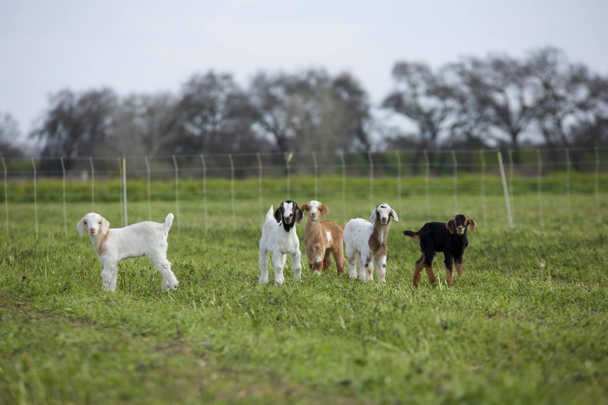 Taylor Farm-Goats At Work... - Taylor Farm-Goats At Work