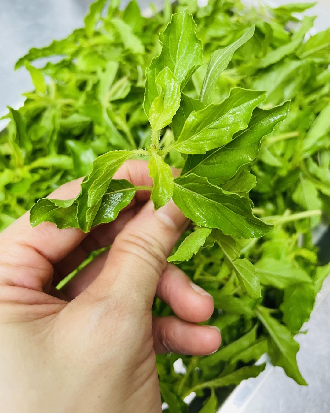 念念Table - 新鮮打拋葉 有時候不是難找，是他保存不易，採摘立馬用掉 感謝正妹幫尋，經驗值提昇... | Facebook