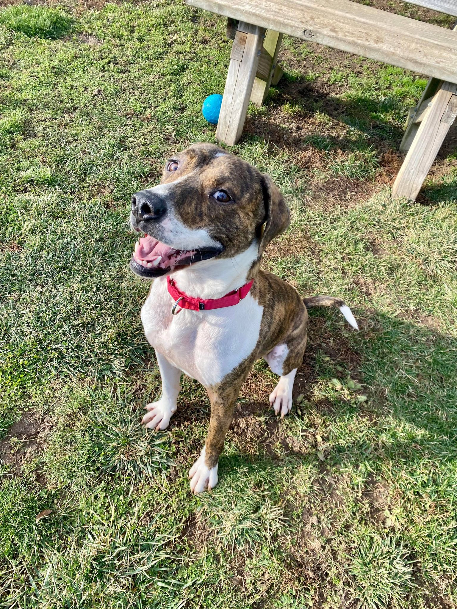 Lakeshore PAWS - This good boy has had almost no interest...