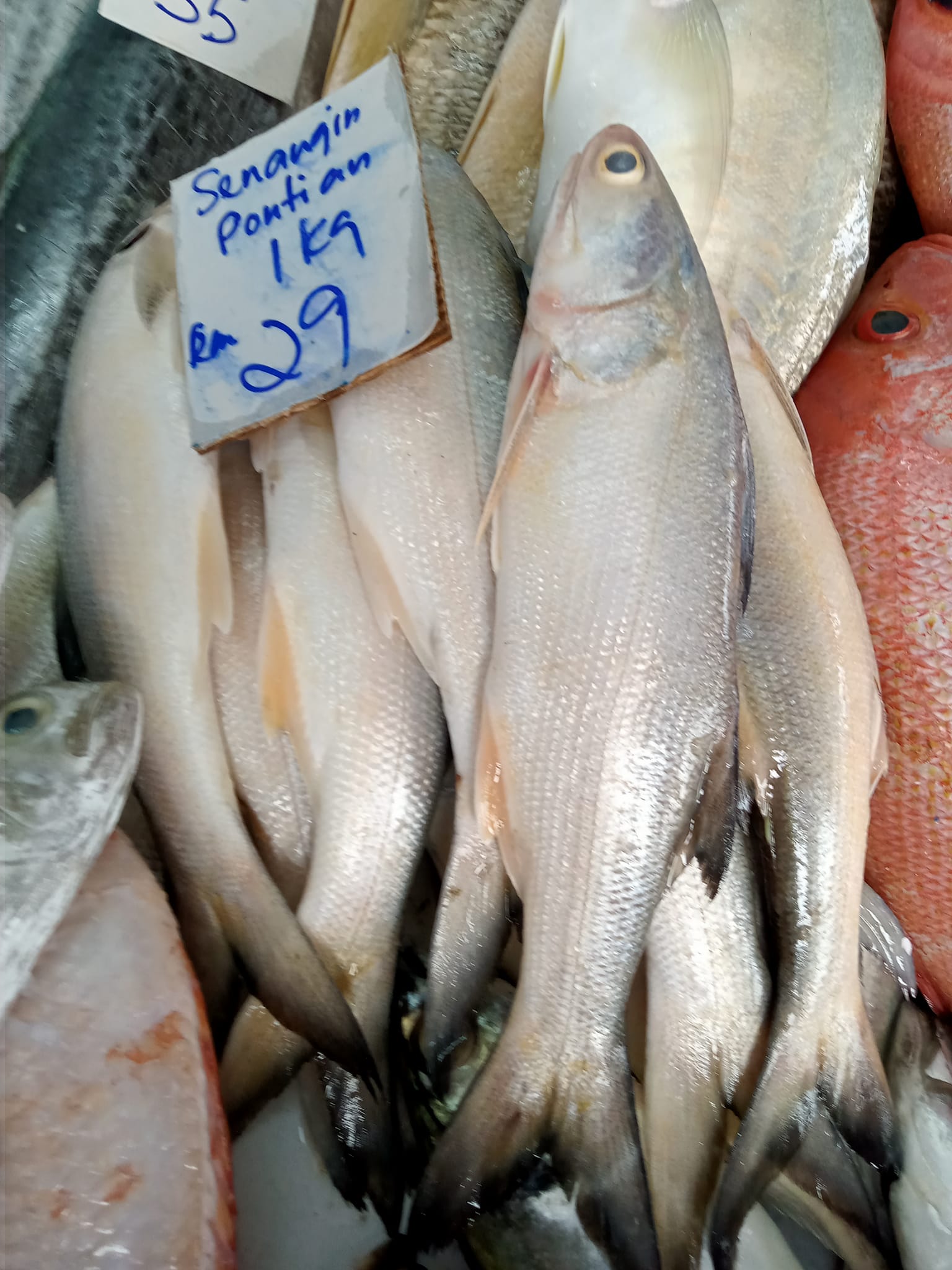 Ikan Fresh Asyraf & Firdaus | Johor Bahru