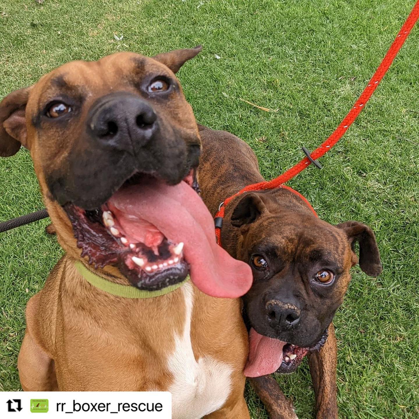 #Repost @rr_boxer_rescue with... - The Rescue Train | Facebook