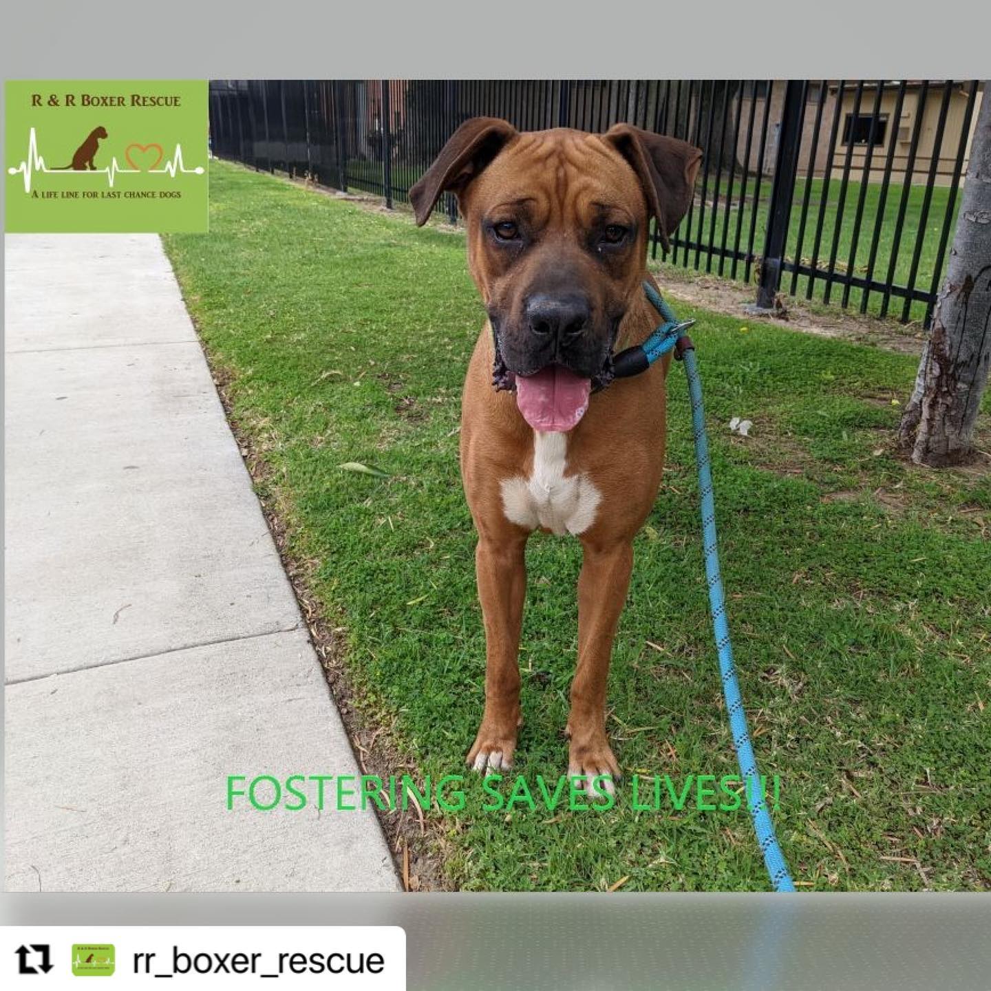 #Repost @rr_boxer_rescue with... - The Rescue Train | Facebook
