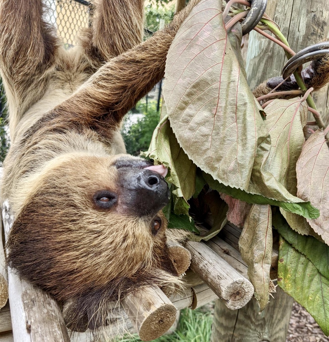 Ark - It’s Tongue-Out Two-Toed Tuesday! Did you know sloths like Felix ...