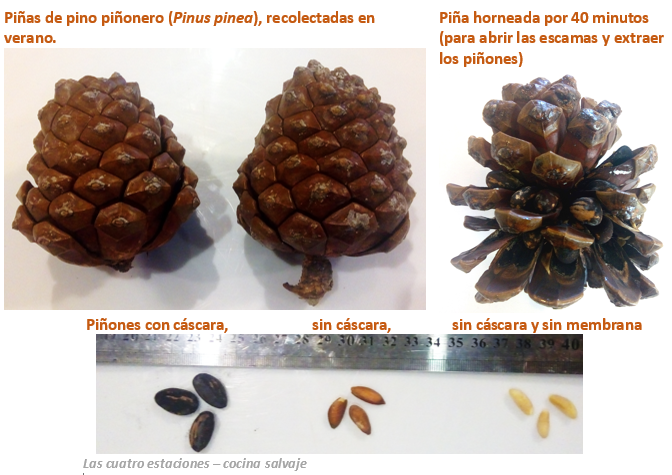 ¿CÓMO CONSEGUIR... - Las cuatro estaciones - cocina salvaje | Facebook