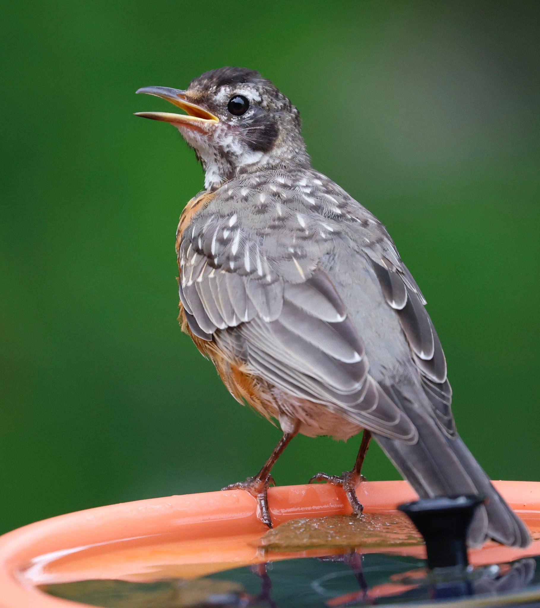 Never saw a robin with these markings