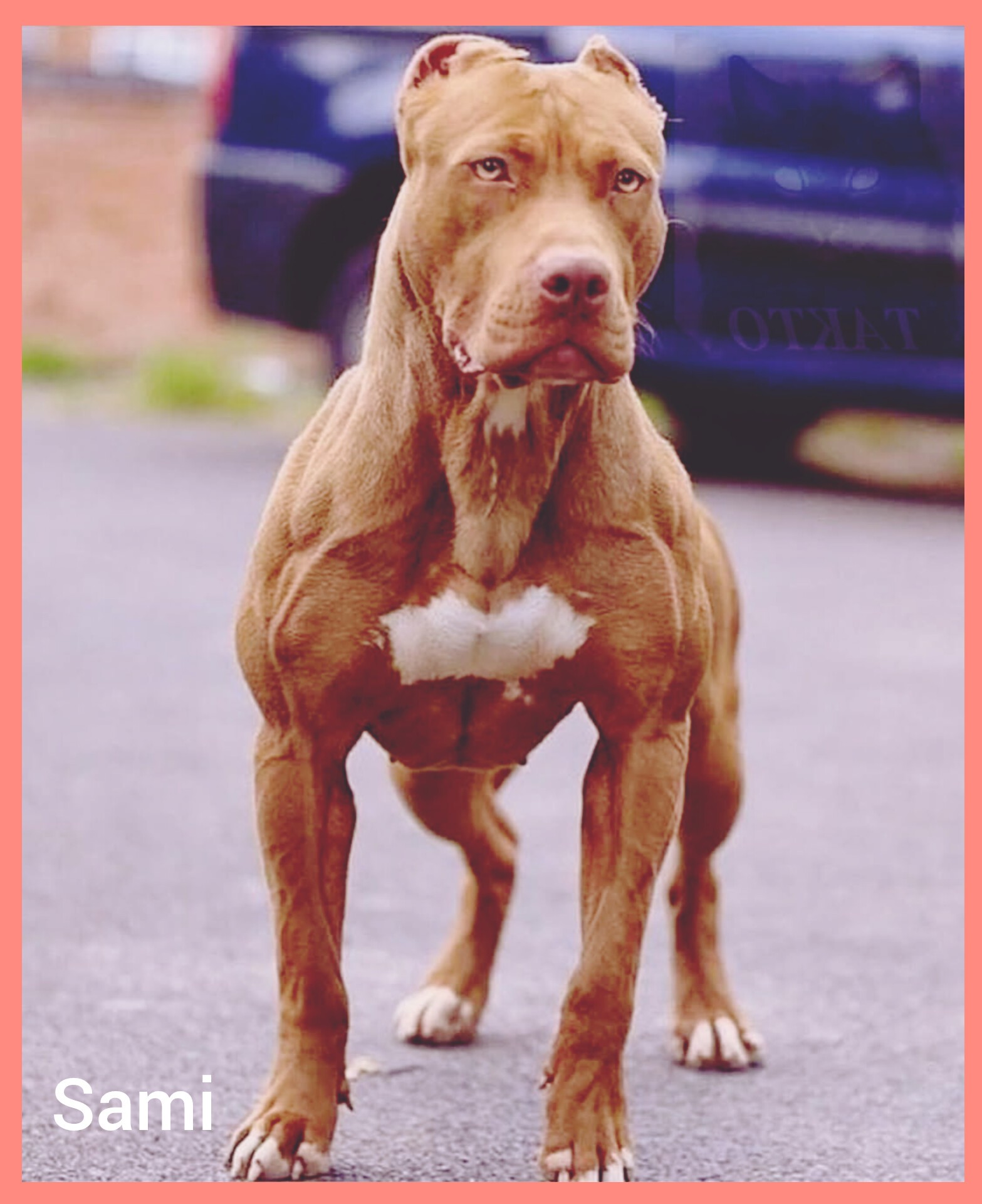 And here we have the world's most aggressive dog breed. The