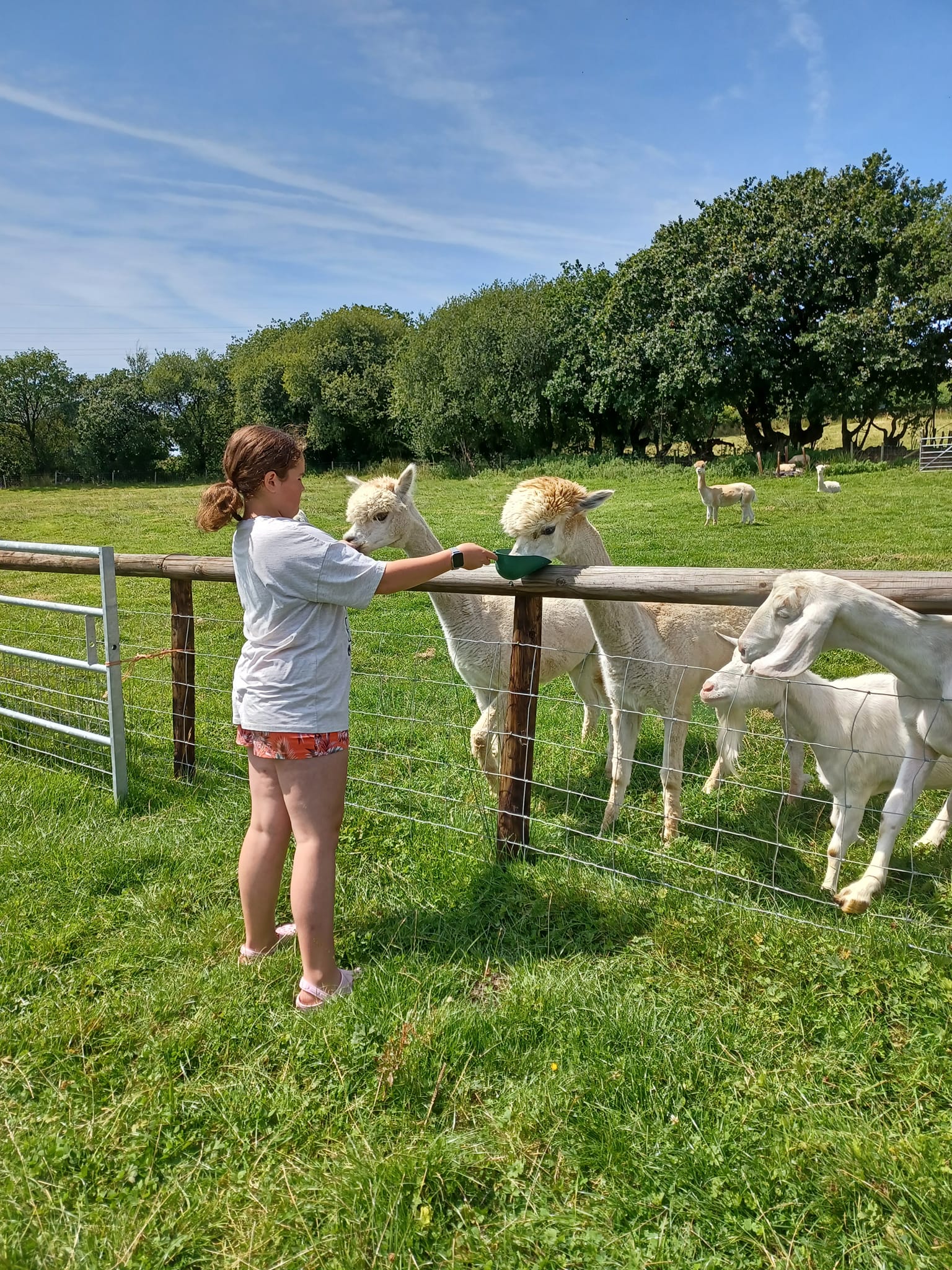We have lovely guests come to visit... - Smallholding Secrets