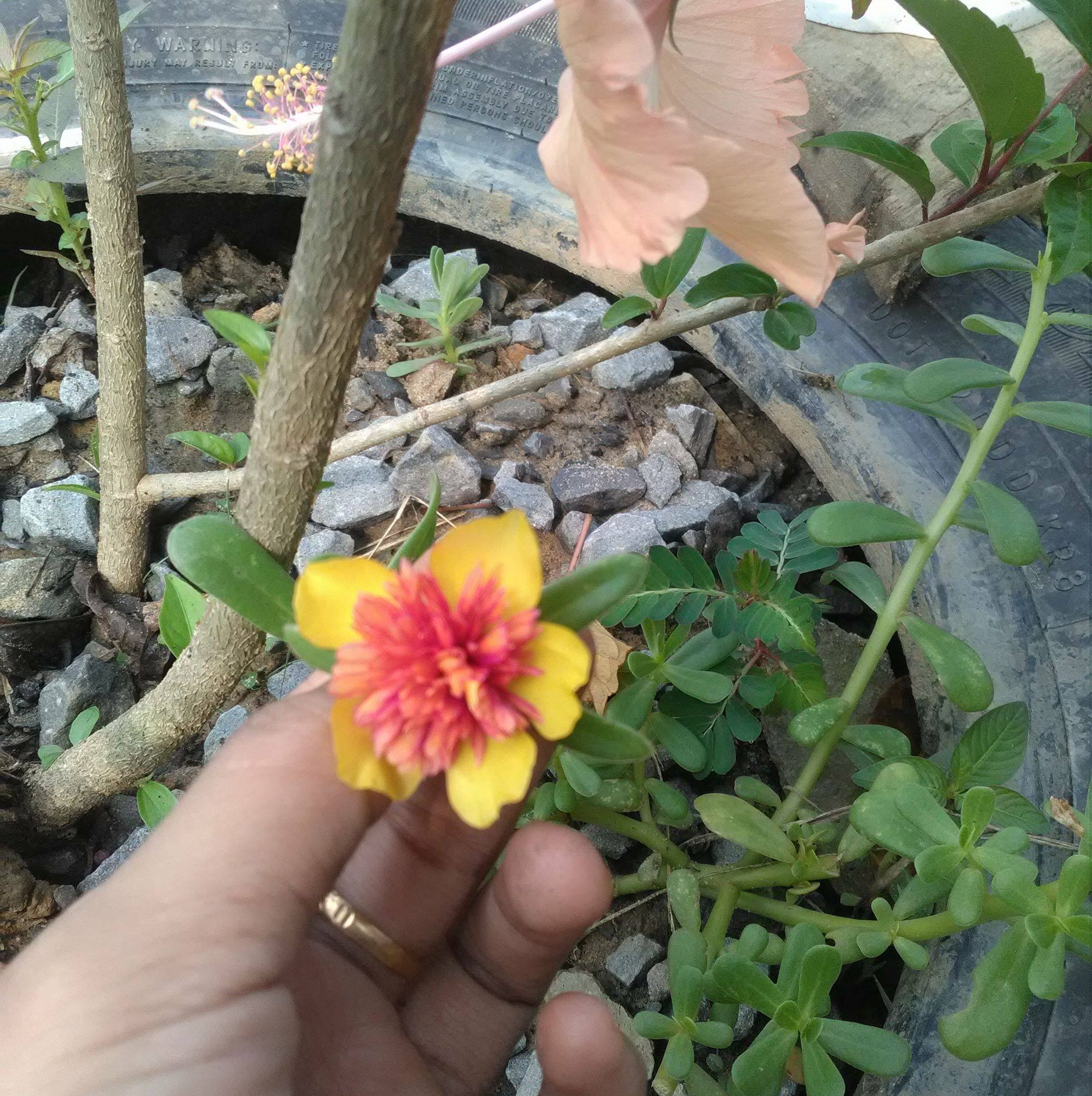 Al-matiin garden | Menumbok