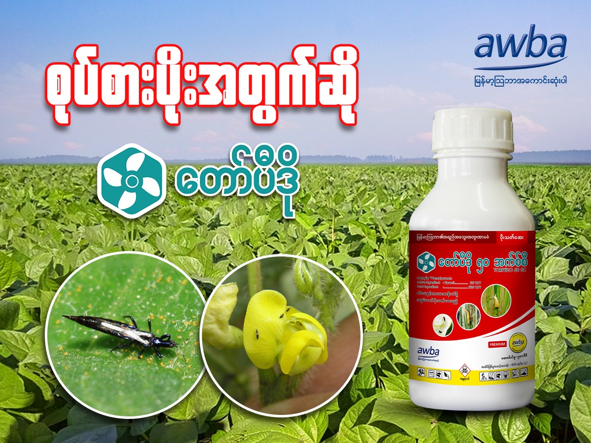 Myanma Awba - စုပ်စားပိုးအတွက်ဆို တော်ပီဒို 🌿🌿🌿 🌿သီးနံစိုက်ခင်းများတွင ...