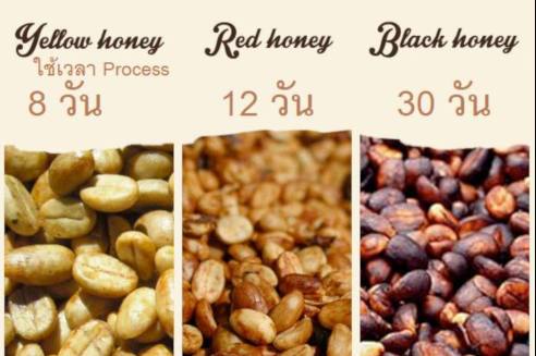 Rai Coffee - Honey Process จากบนดอยสูงเมืองปาย ออแกนิค...