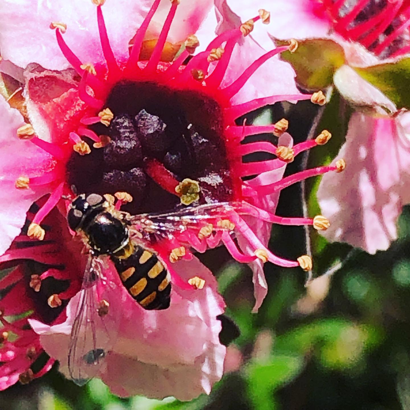 🪰🐝In Australian Pollinator Week... - Canberra Native Nursery