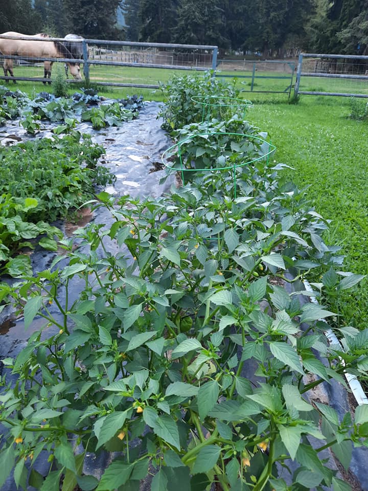 Spoiled Rotten Ranch | Clearwater BC