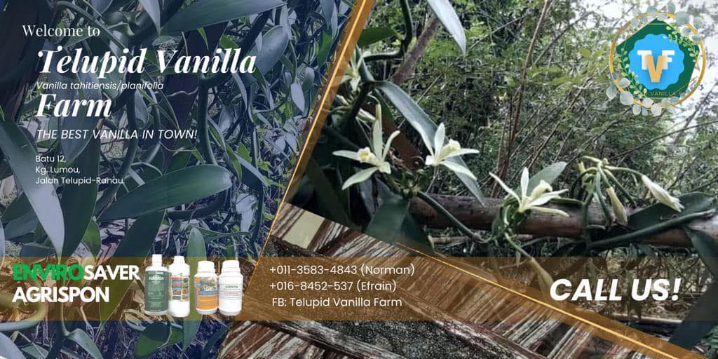 Telupid Vanilla Farm | Telupid